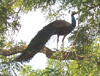  Peacock in Sri Lanka, copyright David Hawgood